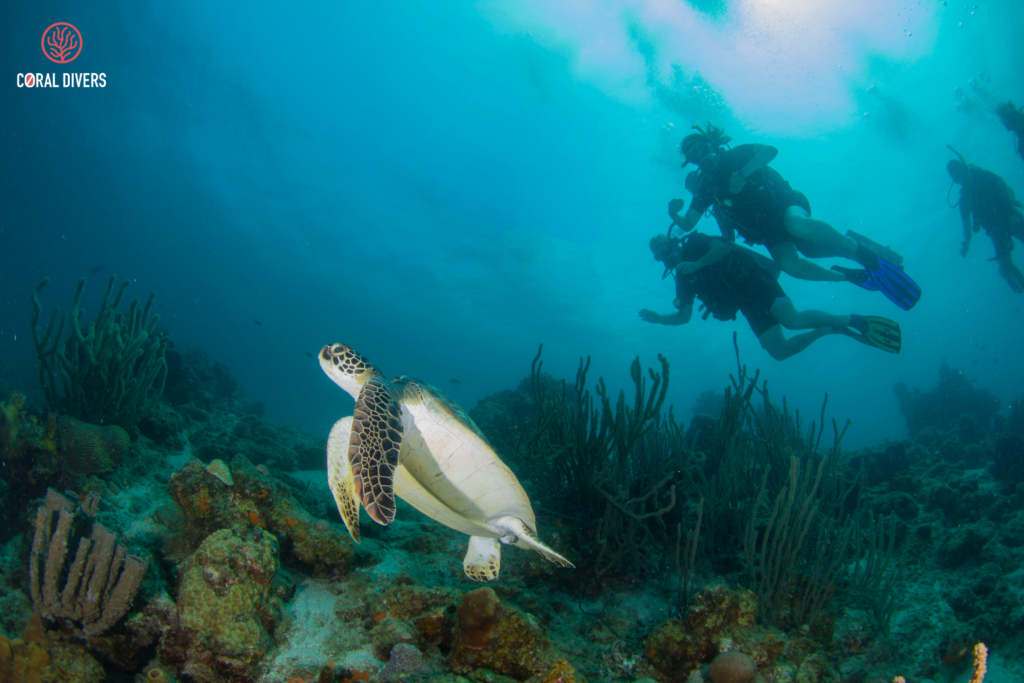 Discover Scuba Diving with this course @Coral Divers